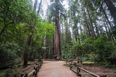 The Ten Best Redwood Groves In California California Through My Lens