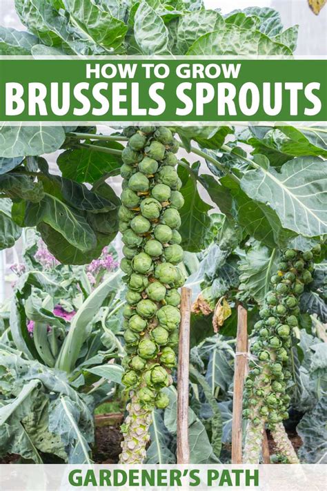 How To Plant And Grow Brussels Sprouts Gardeners Path