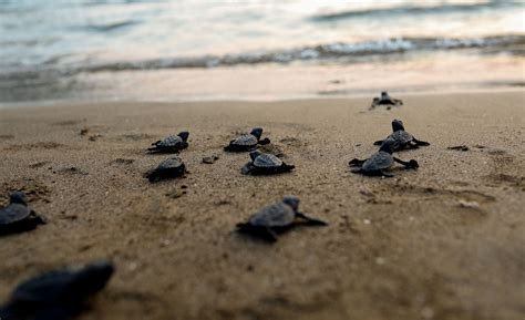 To Help Protect Newly Hatched Baby Sea Turtles We Designed A Tool For