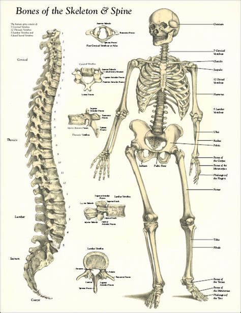 It's a sensibly put together library full of tools to help you organise. Bones of the Skeleton and Spine Poster - Clinical Charts ...