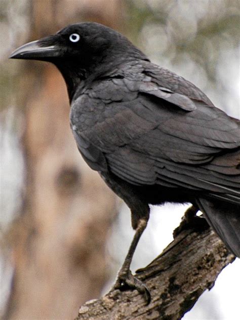 Researcher Matthew Fielding Is Studying Flourishing Forest Raven