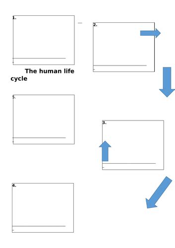 Human Life Cycle Worksheet Preschool