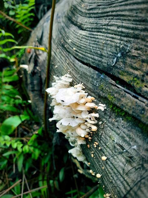 Wild White Mushrooms Stock Photo Image Of Tree Forest 251791930