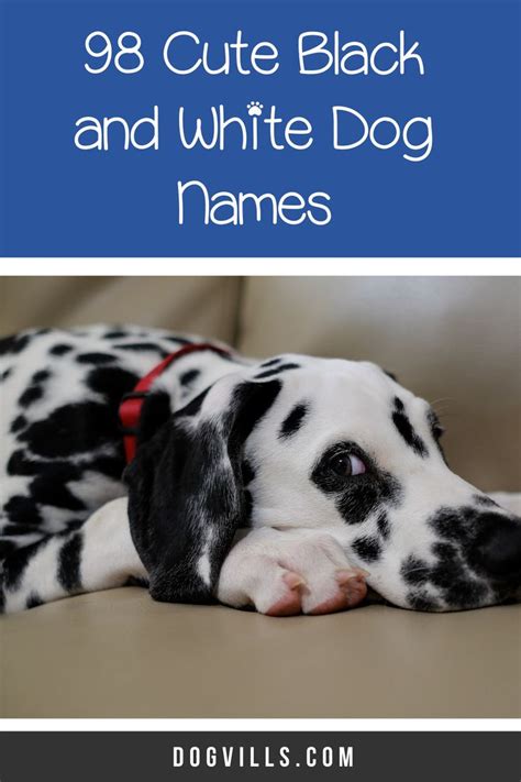 98 Amazing Black And White Dog Names Dogvills In 2020 Dog Names