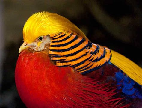Golden Pheasant Splendiforous Colorful Birds Beautiful Birds Pet Birds