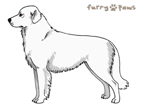 furry paws dog breed colors maremma sheepdog colors