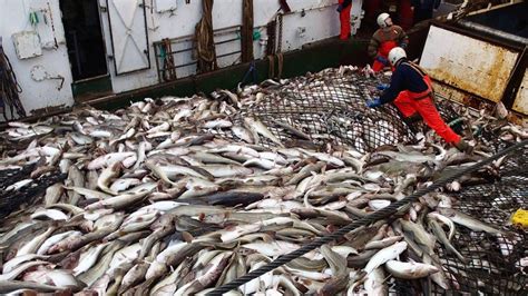 Dansk fiskeri risikerer at blive hårdt ramt af handelskrig mellem EU og