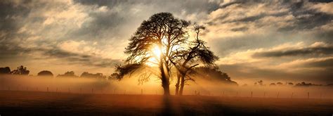 Hdr Photo Of The Sun Rising Through A Tree Panoramic Photography