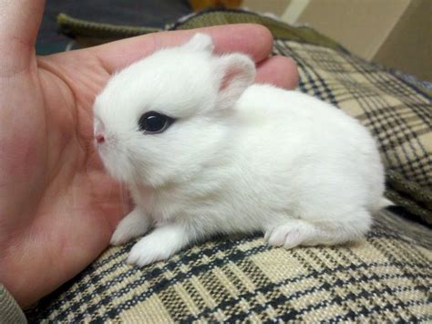 Miniature Hotot Rabbits They Are Known For The Black Rings That Look