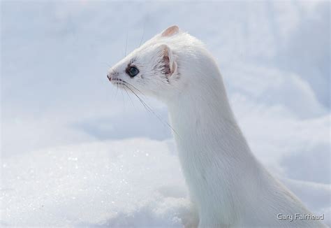 Ermine Profile Short Tail Weasel By Gary Fairhead Redbubble