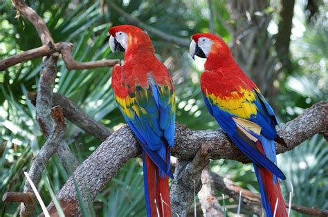 How Long Do Parrots Live Learn Average Lifespans Of Popular Parrots