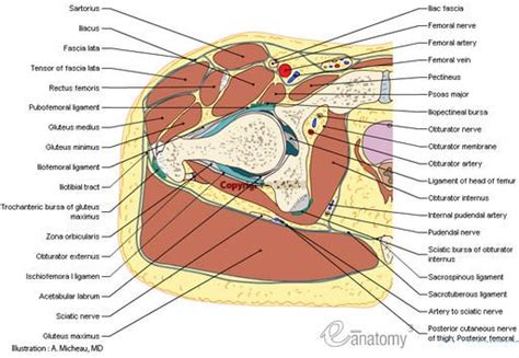 Diagram generally speaking, it is very easy to recognize a cross section through the leg, mostly due to the tibia. Cross section - Anatomy (Transverse/Axial): Hip, Buttocks, Pelvic girdle | Anatomy, Hip anatomy ...