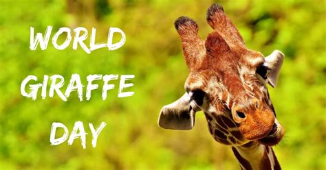 World Giraffe Day I Love Veterinary