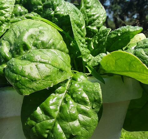 Green on the Gro - Hydroponic Spinach Leaves - Bradenton Farmers ...