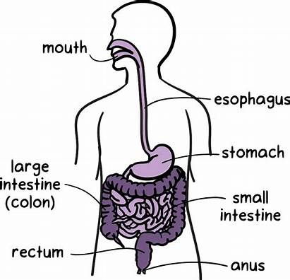 Diagram Esophagus Stomach Anus Intestines Throat Khan
