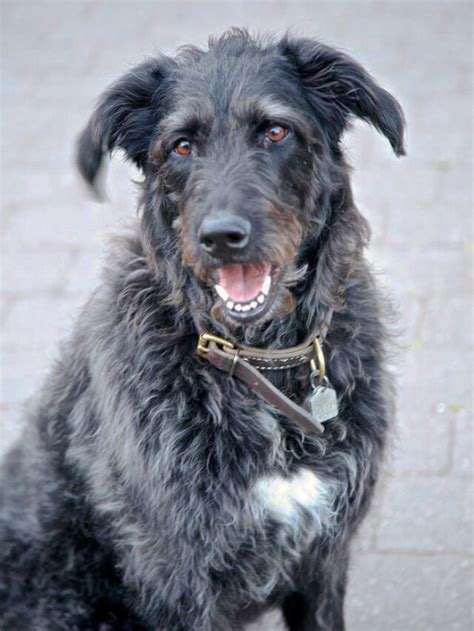 What You Need To Know About German Shepherd Poodle Mix Story Thedogsnobs