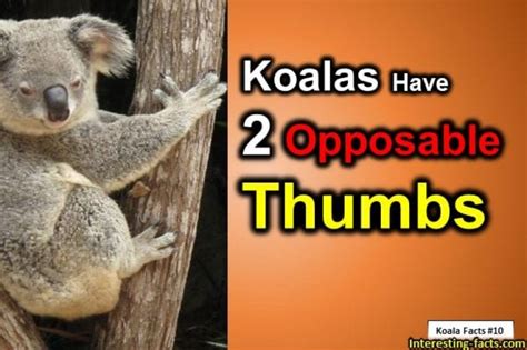 Koala Facts 10 Interesting Facts About Koalas Interesting Facts