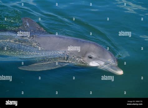 Usa Florida Grassy Key Dolphin Research Center Atlantic Bottlenose