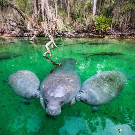 National Geographic On Instagram A Manatee Nurses Her Twin Calves In