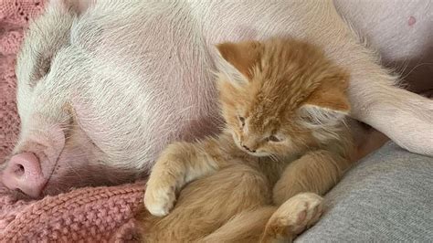 How This Pig And Cat Became Bffs Story Kids News