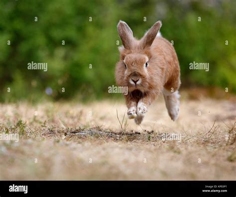 Running Wild Rabbit Hi Res Stock Photography And Images Alamy
