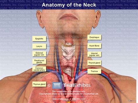 Anatomy Of The Neck Trialexhibits Inc