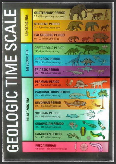 Geological Time Table Of Evolution Animals Elcho Table