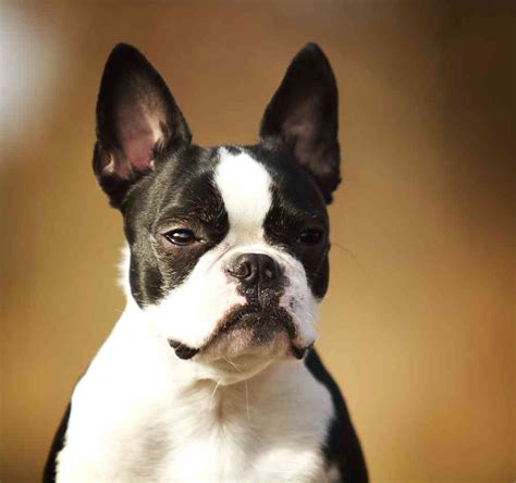 59 English Bulldog Boston Terrier Mix Lifespan Photo Bleumoonproductions