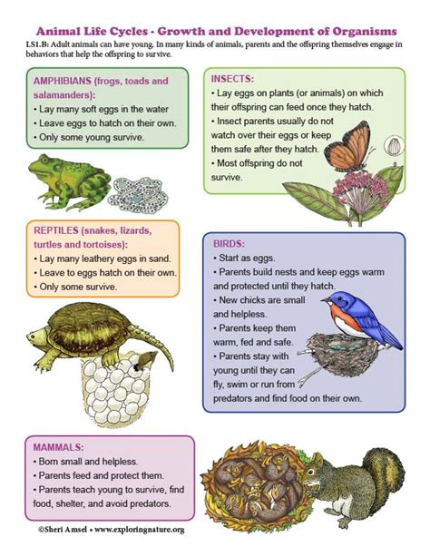 Animal Life Cycles Growth And Development Of Organisms Diagram K 2