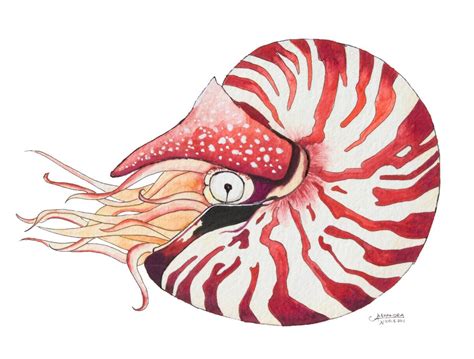 Nautilus Shell Watercolor Art Print Nautilus Nautilus Shell Sea