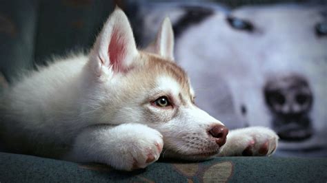 Cute Husky Puppy 1920 X 1080 Hdtv 1080p Wallpaper