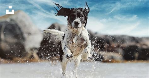 A Dog Running Through A Body Of Water Photo Free Dog Image On Unsplash