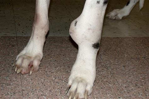 Dog Paw Tumors An Informative Guide 2024