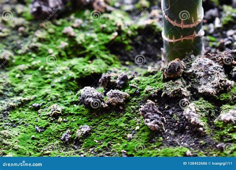 Soil With Moss And Plant Stem Closeup Stock Photo Image Of Moss