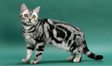 Why buy an american shorthair kitten for sale if you can adopt and save a life? The American Shorthair.