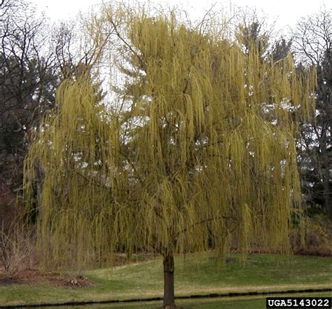 Weeping willow trees have their detractors as well. weeping willow, Salix babylonica (Salicales: Salicaceae ...
