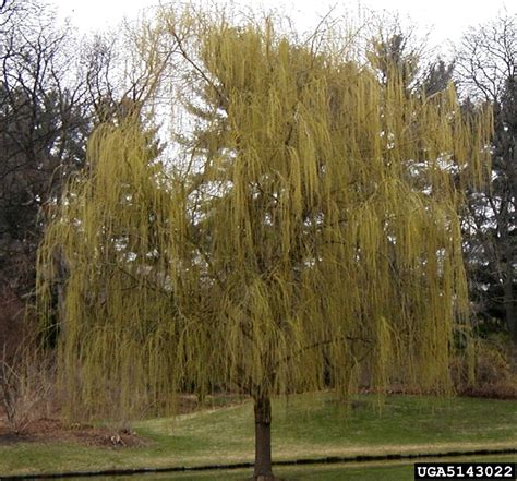 The weeping willow tree has rough and gray bark. weeping willow, Salix babylonica (Salicales: Salicaceae ...