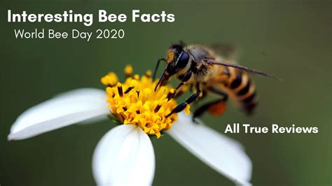 Interesting Bee Facts On World Bee Day 2020 All True Reviews Youtube