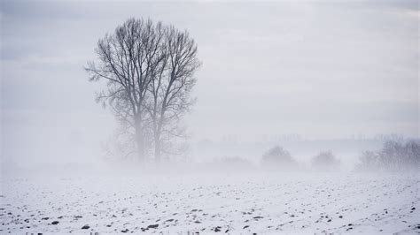 Wallpaper Trees Landscape Snow Branch Morning Mist Frost