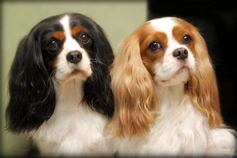 Cavalier King Charles Spaniel Information Dog Breeds At Newpetowners