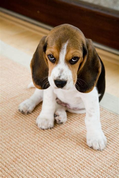 February 6, 2020 by alex t leave a comment. Beagle Names Perfect For Your Male Or Female Cutie