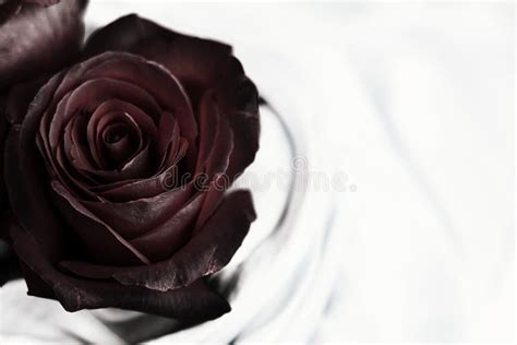 Black Rose Flower Wedding Holiday And Floral Garden Styled Concept
