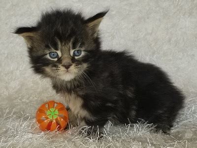 We have chosen our big, bold, & beautiful maine coons from some of the the best breeders in the world. Maine_Coon_Kittens_Available