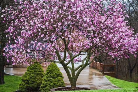 12 Best Trees To Line Driveway Colorful Privacy Trees Outdoor Happens