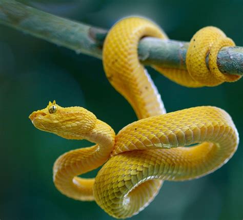 Yellow Eyelash Viper Viper Snake Pet Snake Snake Photos