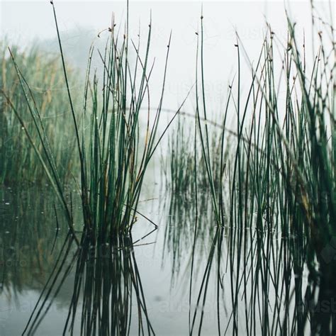Image Of Reeds On Misty Morning Beside A River Austockphoto