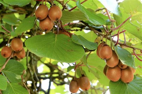 2 Different Delicious Kiwi Plant Varieties And How To Grow Them