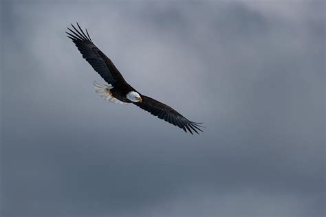 Eagle Soaring In Storm Clouds Photograph By Murray Rudd Fine Art America
