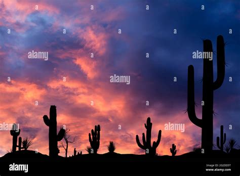 Silhouettes Of Different Cacti At Sunset With Beautiful Clouds In The