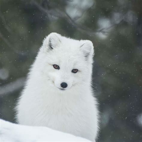 Uneasy Neighbours Red Foxes And Arctic Foxes In The North Yukon